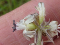 Drimia sphaerocephala
