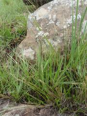 Drimia sphaerocephala