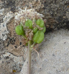 Drimia sphaerocephala