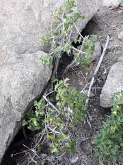 Vasconcellea chilensis