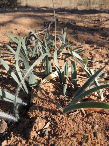 Gethyllis gregoriana