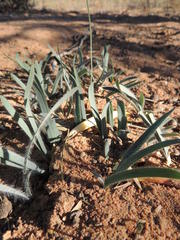 Gethyllis gregoriana