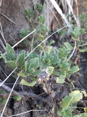 Haplopappus chrysanthemifolius