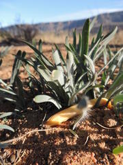 Gethyllis gregoriana