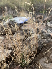 Boechera microphylla