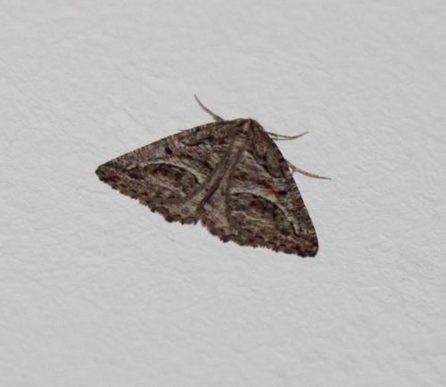 Hypotephrina confertaria