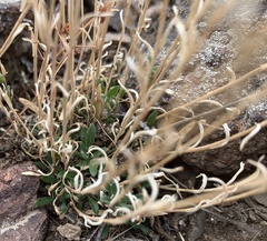Boechera microphylla