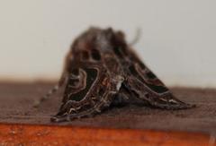 Compsotata elegantissima