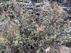 Holodiscus discolor microphyllus