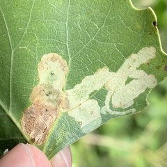 Aulagromyza populicola