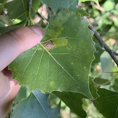 Aulagromyza populicola
