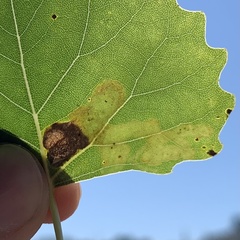 Aulagromyza populicola