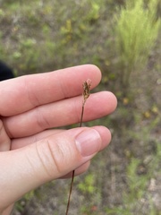 Carex siccata