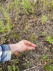 Carex siccata