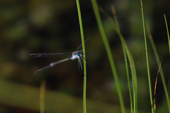 Lestes sponsa