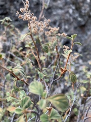 Holodiscus discolor microphyllus