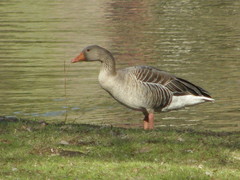 Anser anser