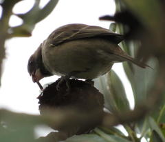 Crithagra leucoptera