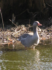 Anser anser