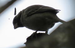 Crithagra leucoptera