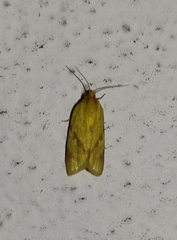 Clepsis pallidana
