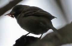 Crithagra leucoptera