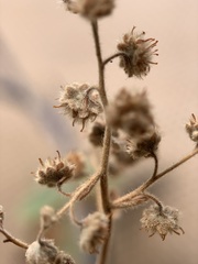 Holodiscus discolor microphyllus