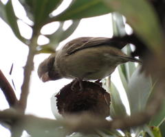 Crithagra leucoptera