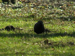 Sturnus vulgaris
