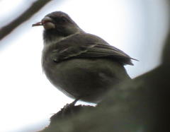 Crithagra leucoptera