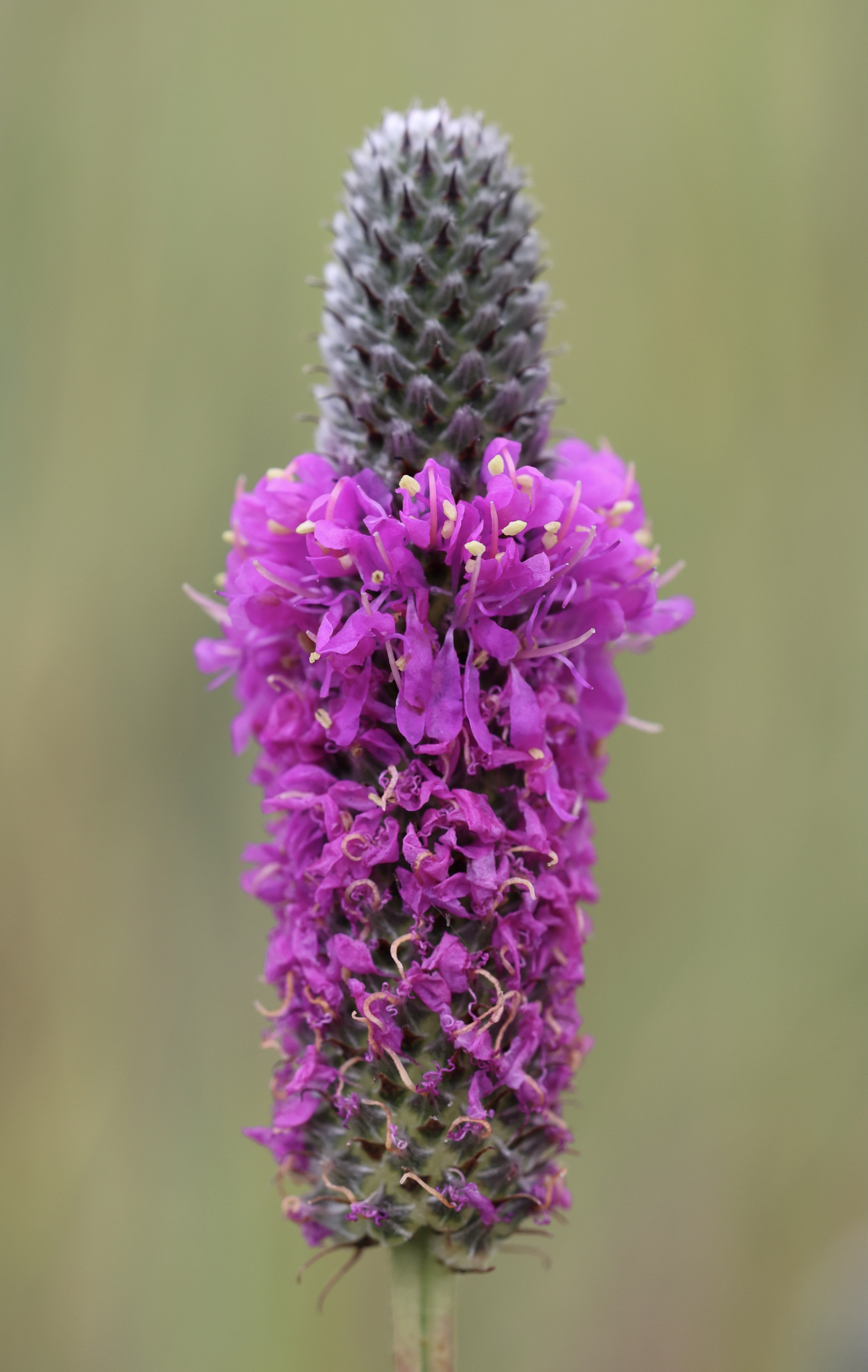 Dalea purpurea var. purpurea