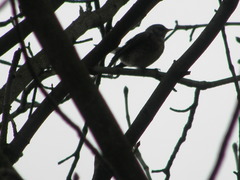 Turdus pilaris