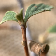 Holodiscus discolor microphyllus