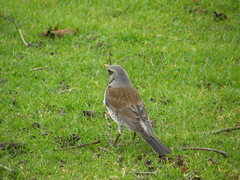 Turdus pilaris