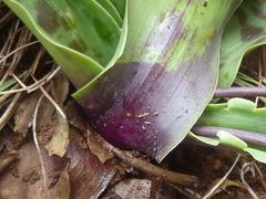 Ledebouria asperifolia
