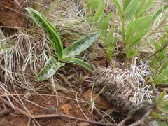 Ledebouria asperifolia