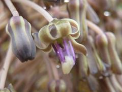 Ledebouria asperifolia