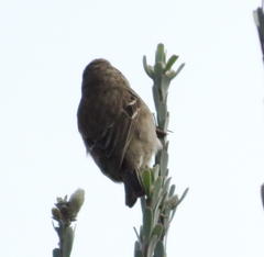 Crithagra leucoptera