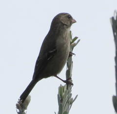 Crithagra leucoptera