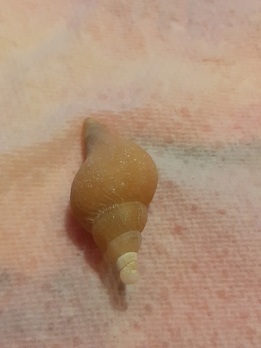 Red Whelk