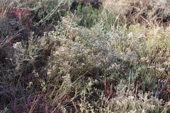 Limonium caspium