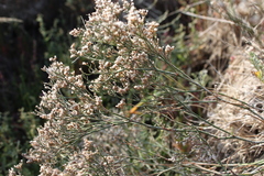 Limonium caspium