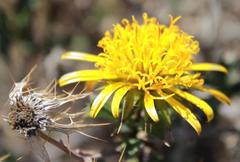 Berkheya spinosa