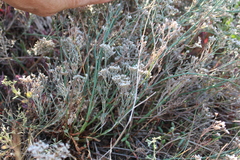 Limonium caspium