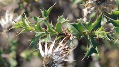 Berkheya spinosa