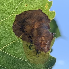 Pterygota