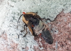 Pyractomena borealis