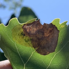 Pterygota