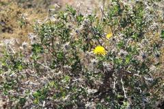 Berkheya spinosa