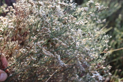Limonium caspium